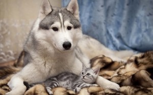 sweet_dog_and_cat_1920x1200